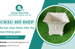 Khám phá chậu hồ điệp Quan Nguyen - Sự lựa chọn hoàn hảo cho mọi không gian