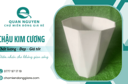 Chậu kim cương Quan Nguyen - Điểm nhấn sang trọng cho không gian sống