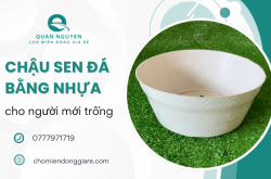 Chậu sen đá bằng nhựa - Lựa chọn thông minh cho người mới trồng sen đá