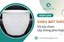 Khám phá chậu bát giác nhựa và lựa chọn cây trồng phù hợp cho chậu