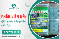 Phân bón dạng viên nén là gì? Giải pháp bón phân tiện lợi cho cây trồng