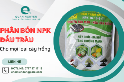 Phân bón NPK Đầu Trâu: Giải pháp hoàn hảo cho mọi loại cây trồng