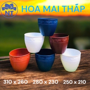 Chậu Mai Thấp