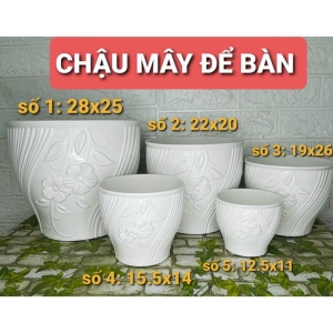Châu Mây Để Bàn
