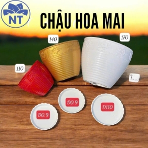 Chậu Hoa Mai