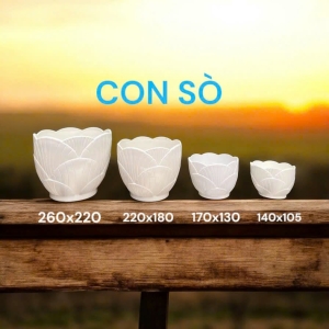 Chậu Con Sò