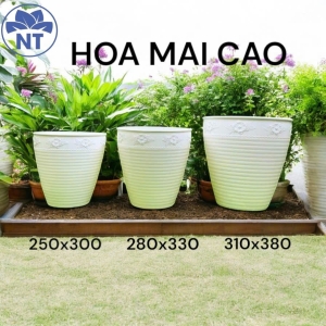 Chậu Hoa Mai cao