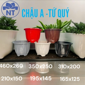 Chậu A Tú Quý