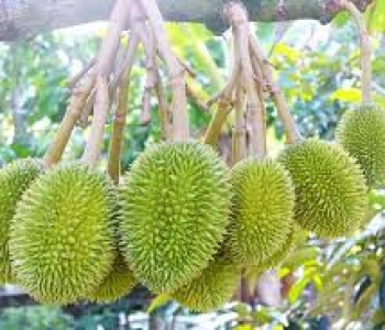 cách bón PHânn đúng cách cho sầu riêng năng suất cao