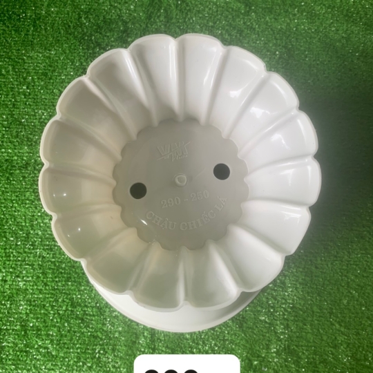 CHẬU LY LÁ LỚN