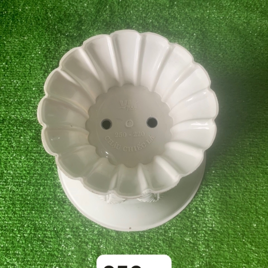 CHẬU LY LÁ TRUNG
