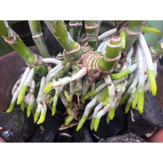 Kich rể nước Roost New