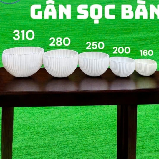 Gân Sọc Bàn