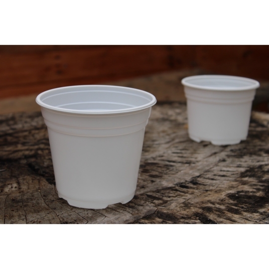 Chậu ƯƠM TTK  ( Chậu Thọ )