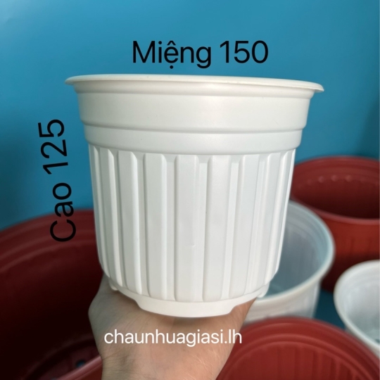 Chậu ƯƠM TTK  ( Chậu Thọ )