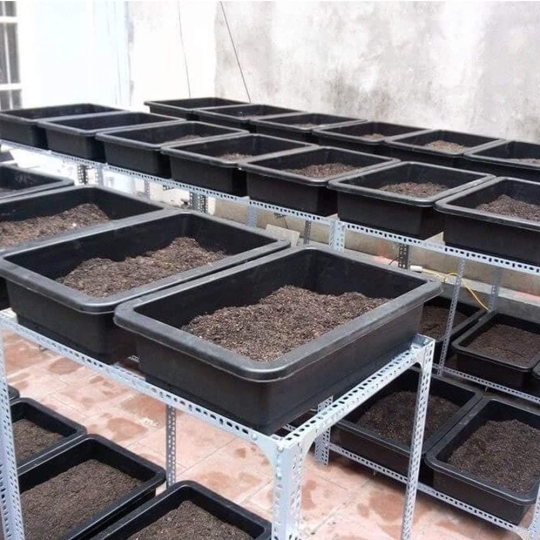 Khay Trồng Rau 66