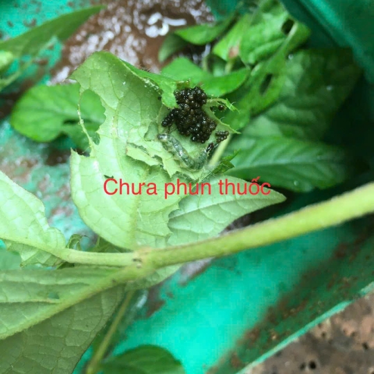 Thuốc Trừ Sâu Sinh Học  OAU SPRAY 6.3EW