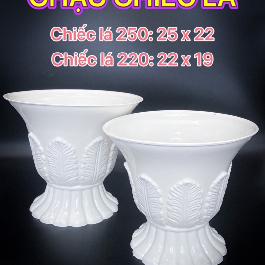 CHẬU LY LÁ LỚN