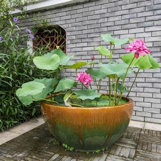 Phân sen súng